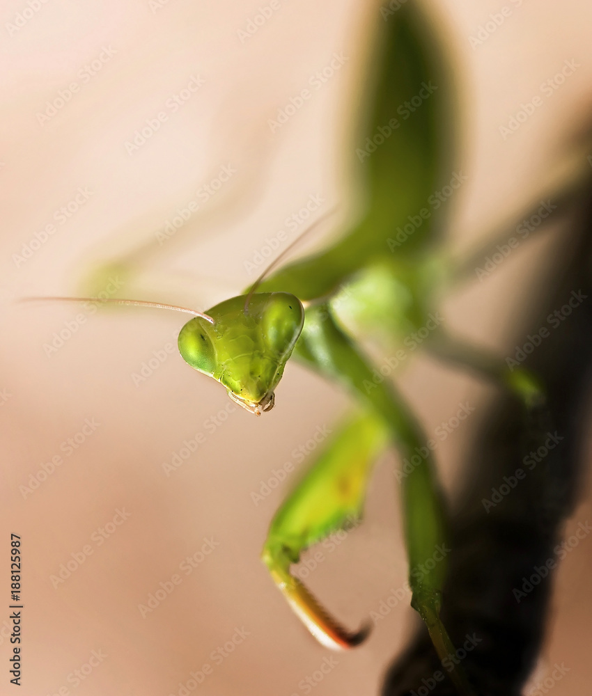 Close-up of praying mantis with natural light Close-up of praying mantis with natural light