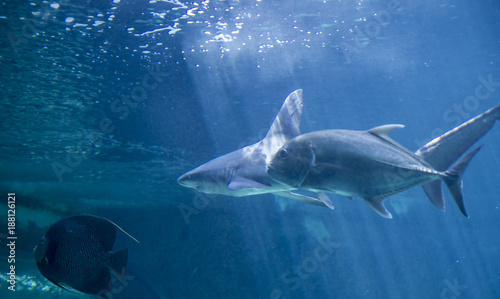 dangerous and huge shark swimming under sea © Fernando Cortés