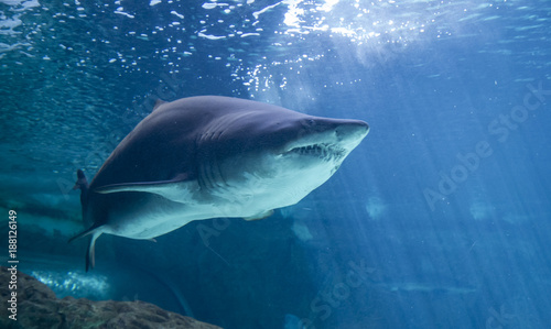 dangerous and huge shark swimming under sea © Fernando Cortés