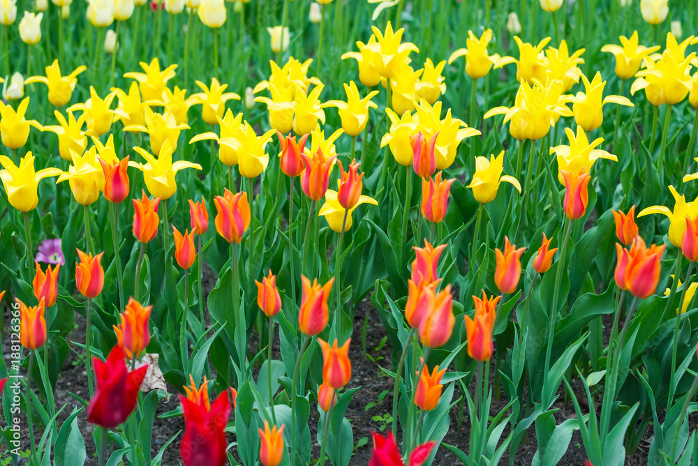Fototapeta premium Spring tulips in full bloom