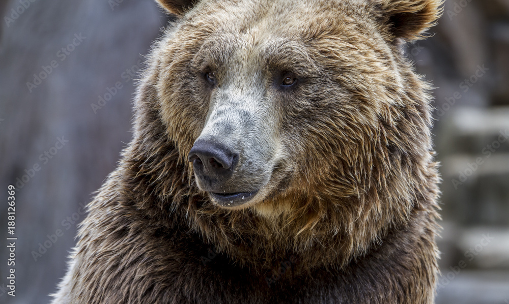 Dangerous Predator, beautiful and furry brown bear, mammal