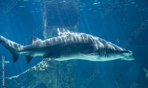 dangerous and huge shark swimming under sea