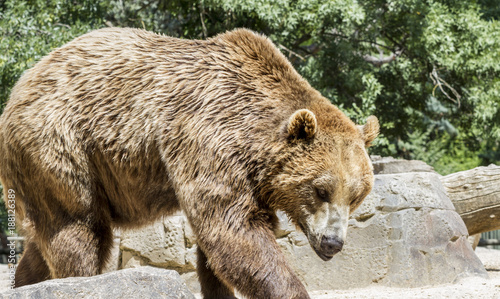 Predator, beautiful and furry brown bear, mammal