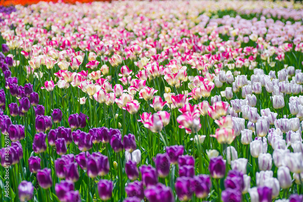 Spring tulips in full bloom