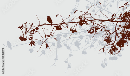 Branches of rowan trees in autumn forest