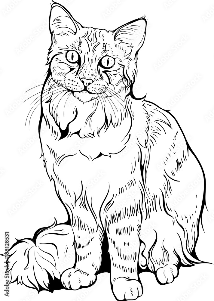 Cat portrait black and white. Cat portrait black and white.