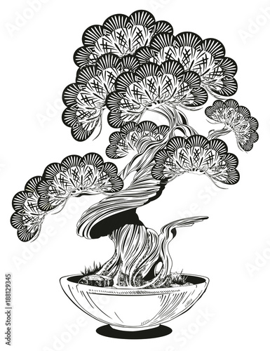 Bonsai pine decorative small tree growing in container vector illustration