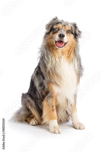 Australian shepherd blue merle is sitting