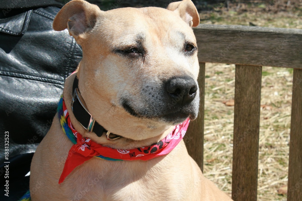 TAN PITBULL TERRIER TAN PITBULL TERRIER