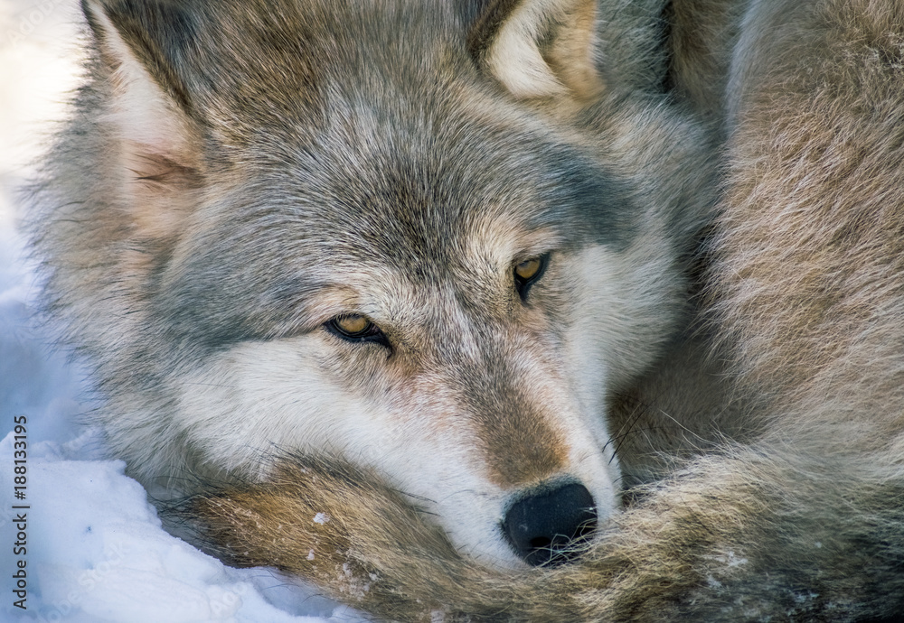 Fototapeta premium Gray Wolf At Rest