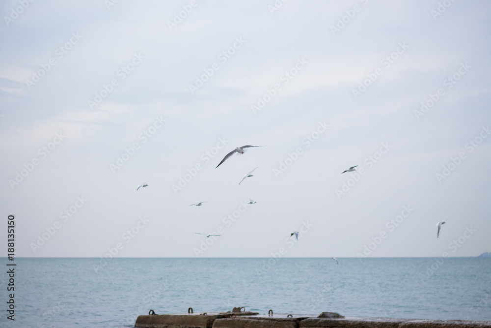 Hungry seagulls diving into the sea for fish