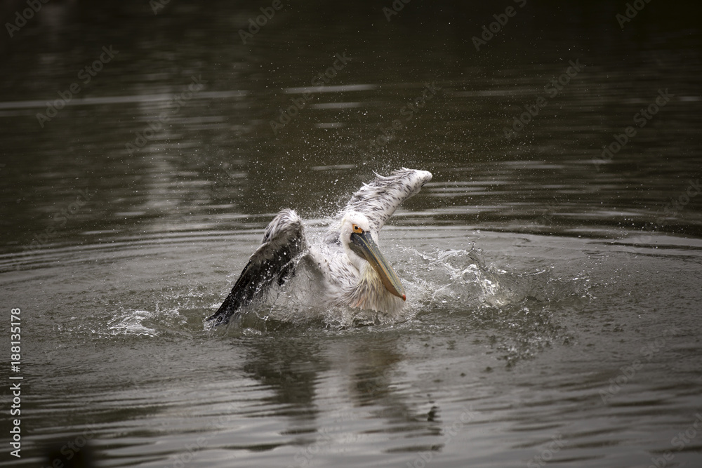 Fototapeta premium le bain du pélican 
