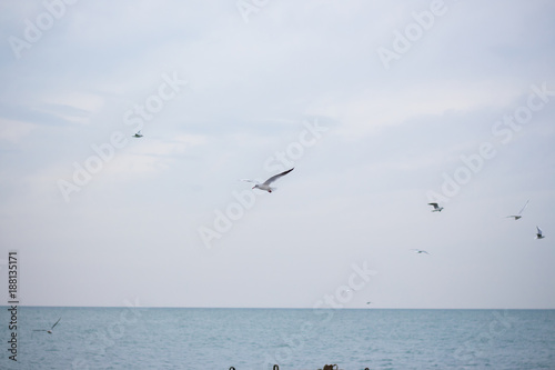 Hungry seagulls diving into the sea for fish