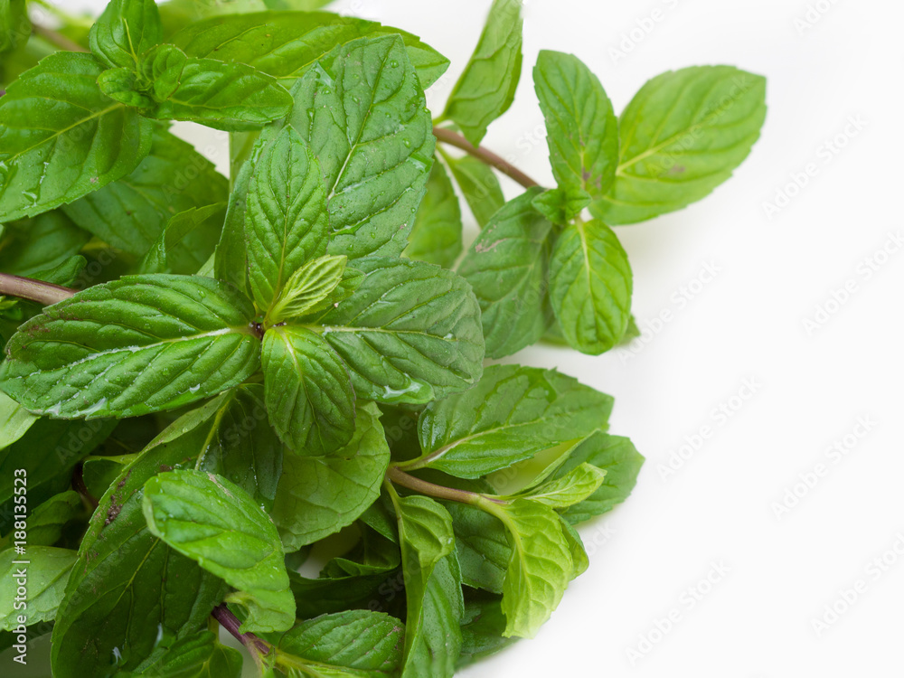 isolated fresh mint leaves and water droplets isolated fresh mint leaves and water droplets