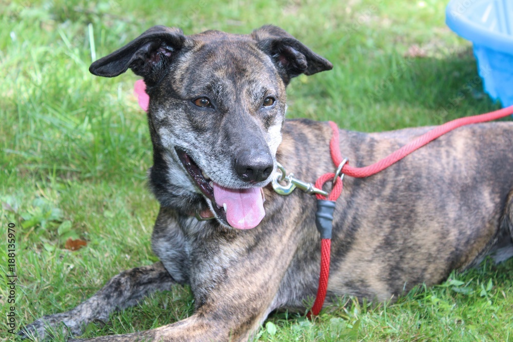 BEAUTIFUL BRINDLE DOGS