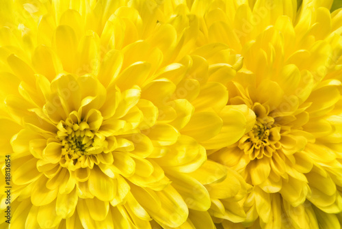Yellow Chrysanthemum Flowers © Laura Ballard