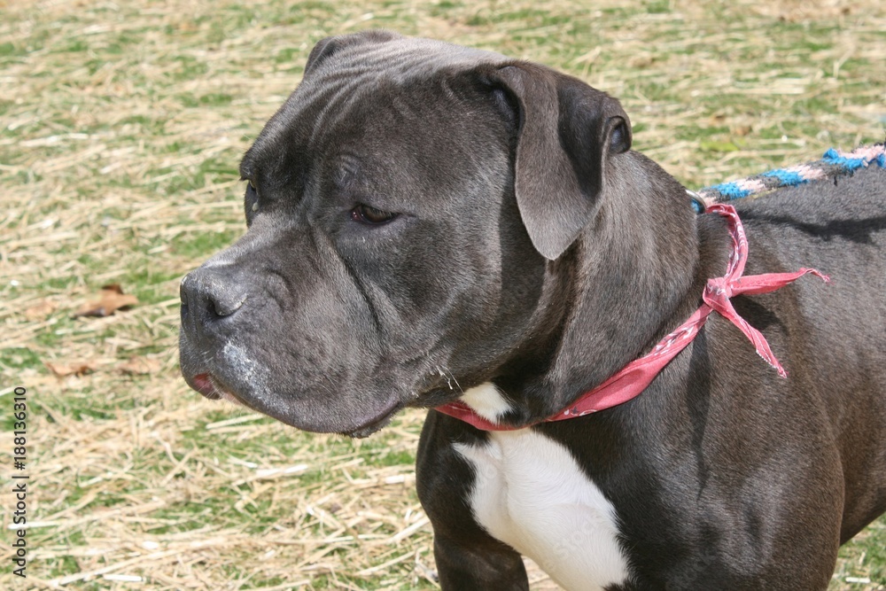 LARGE GRAY AND WHITE PITBULL TERRIER