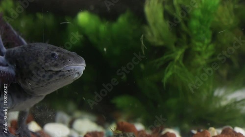Mexican axolotl, the most mysterious and promising neotenic salamander. Hopes for stem cell research. Endangered flagship species, urgent need for conservation and restoration of habitat
