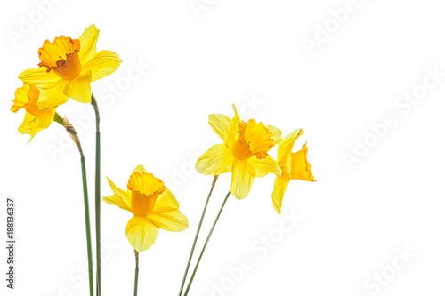 Fototapeta Naklejka Na Ścianę i Meble -  Five yellow narcissus flower on a white background
