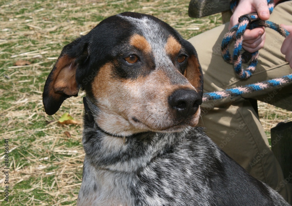 TRI-COLORED COONHOUND DOG