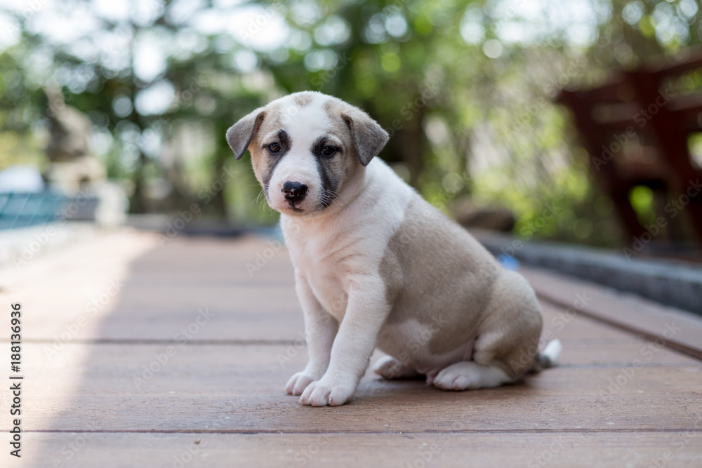 Small cute puppy dog,Honest dog Small cute puppy dog,Honest dog