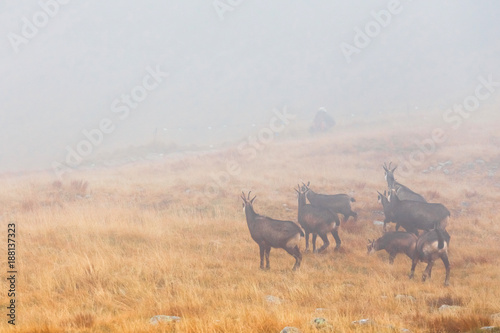 a herd of chamois passes a mountain pass in the fog