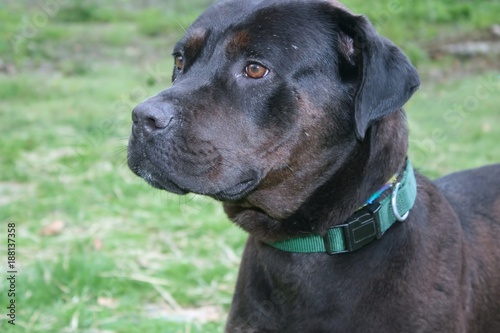 LARGE BLACK PITBULL TERRIER