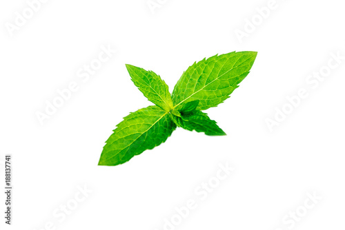 mint leaves isolated on white background