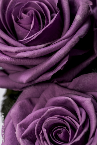 сиреневые лепестки роз