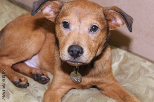 CUTE LITTLE TAN PUPPY