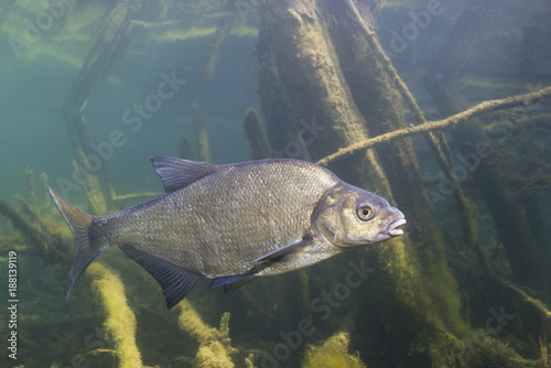 Underwater photography of Carp bream (Abramis Brama). Beautiful fish in close up photo. Underwater photography in the wild nature. River habitat. Swimming Common Bream in the clear pond. photo