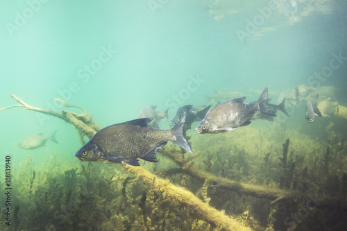 Underwater photography of Carp bream (Abramis Brama). Beautiful fish in close up photo. Underwater photography in the wild nature. River habitat. Swimming Common Bream in the clear pond. photo