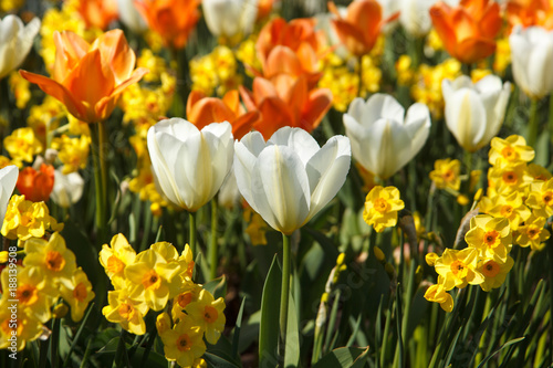 colored tulips and daffodils in the flower bed