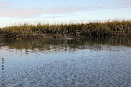 dolphin dorsal fin in water with marsh backround