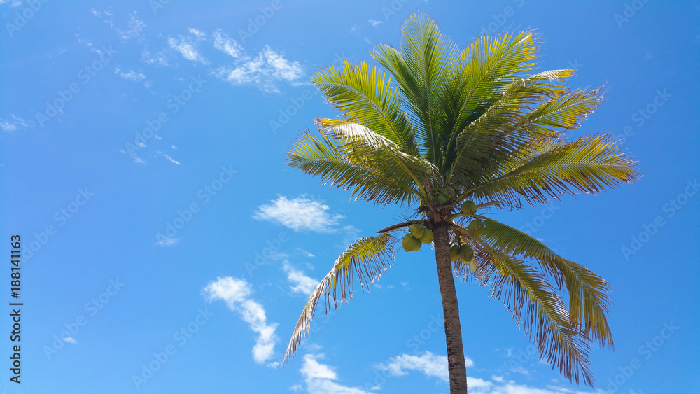 Fototapeta premium Coconut tree with blue sky in background