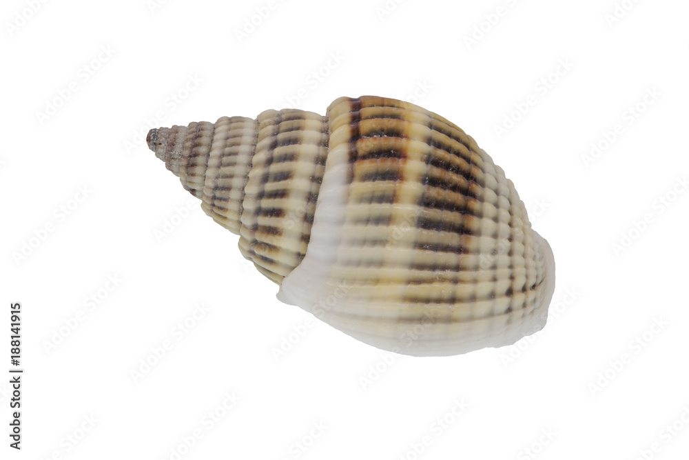 Sea shell on a white background
