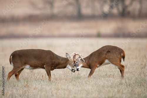 White-tailed Deer Fighting
