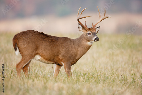 White-tailed Deer