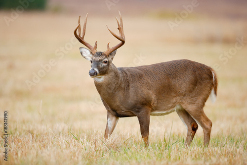 White-tailed Deer