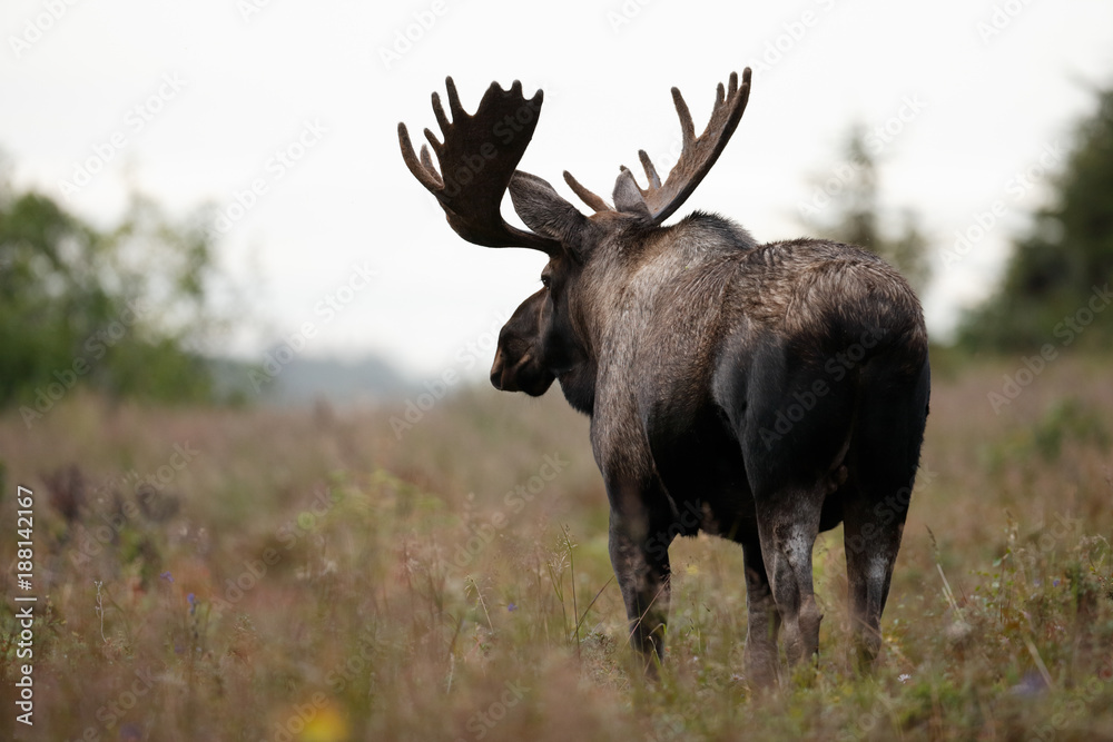 Bull Moose Bull Moose