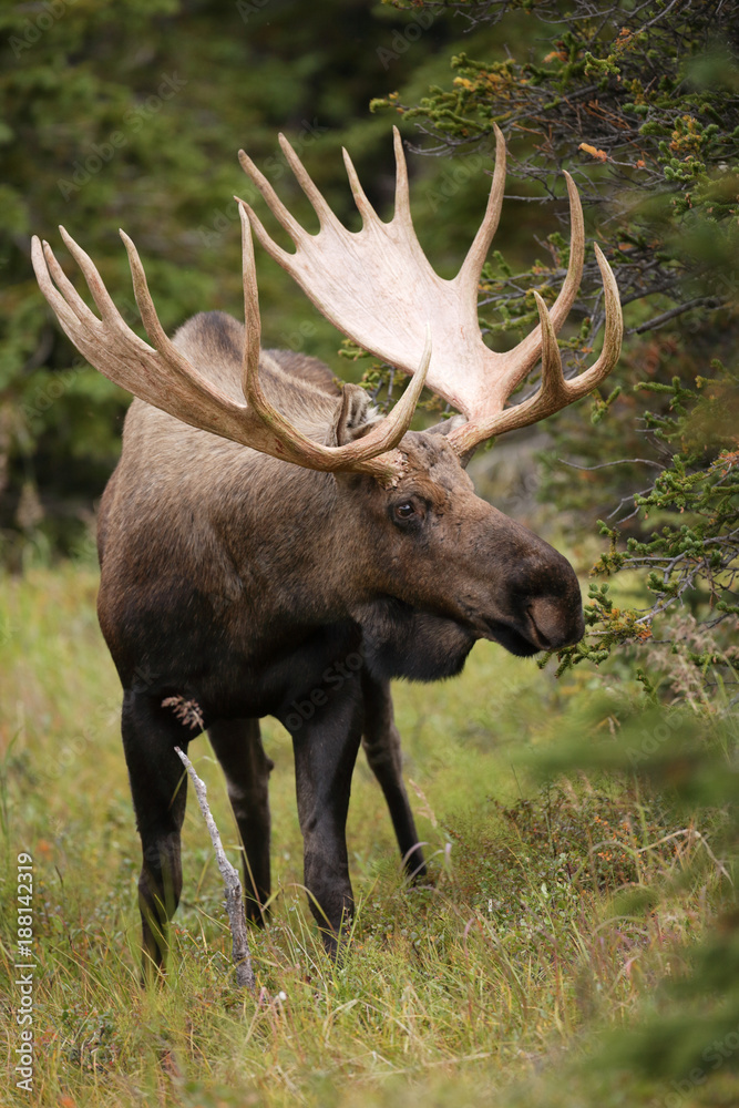 Fototapeta premium Bull Moose