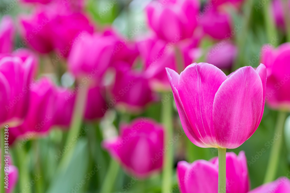 Fototapeta premium tulip in garden
