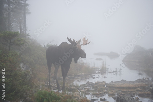 Moose with Fog