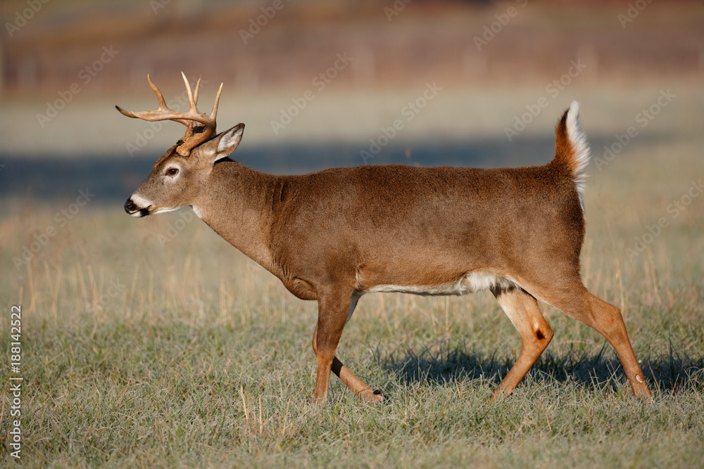 Fototapeta premium White-tailed Deer