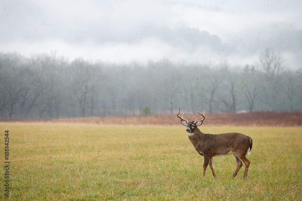 White-tailed Deer White-tailed Deer