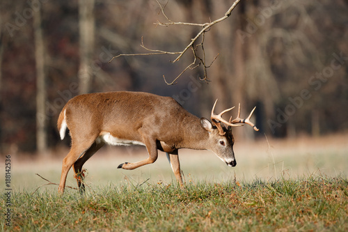 White-tailed Deer