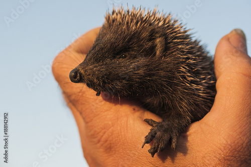 Hedgehog baby in the hand. Happy hedgehog. The spiny friend.
