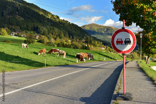 The cattle grazing in the field near the country motorway. Road sign: Overtaking prohibited. Alpine village Obermillstatt, Gurktal Alps (Nock Mountains), state of Carinthia, Austria. photo