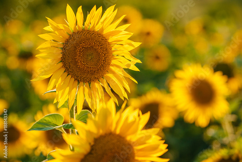Sunflowers bloom in a field in summer