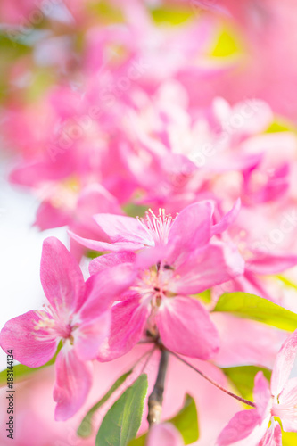 Spring blossom of beautiful fresh pink cherry flower